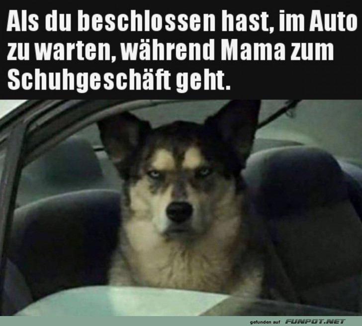 Hund wartet im Auto