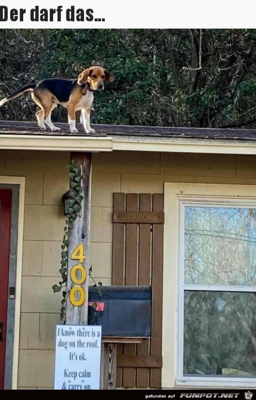 Hund auf dem Dach
