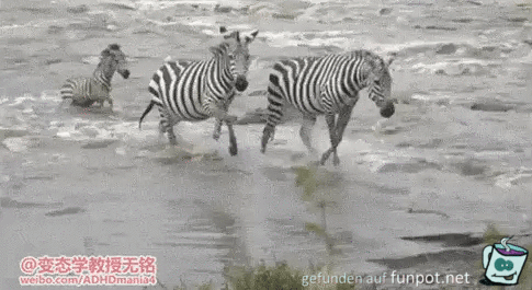 Zebra luft ber Krokodil