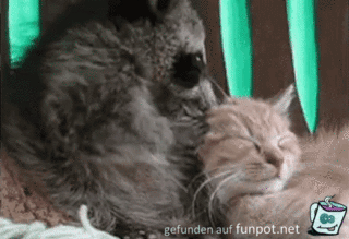 Waschbr und Katze