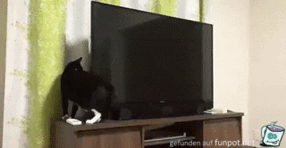 Katze guckt hinter den Fernseher