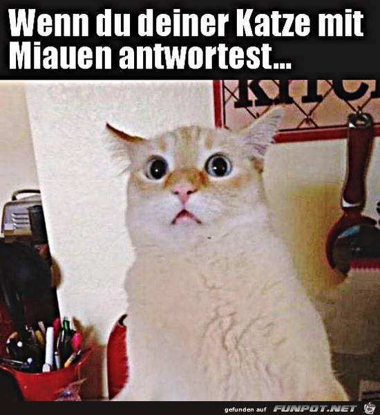 Wenn du auch miaust