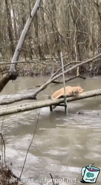 Hund stt Kumpel ins Wasser