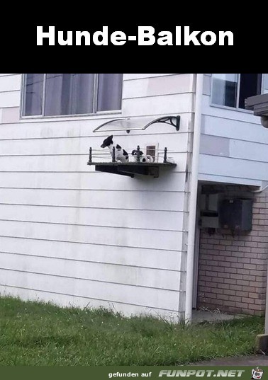 Super Hunde-Balkon