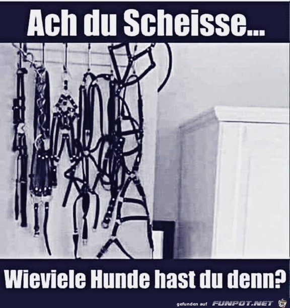 Wie viele Hunde hast du?