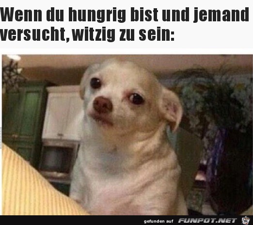 Hund hat Hunger