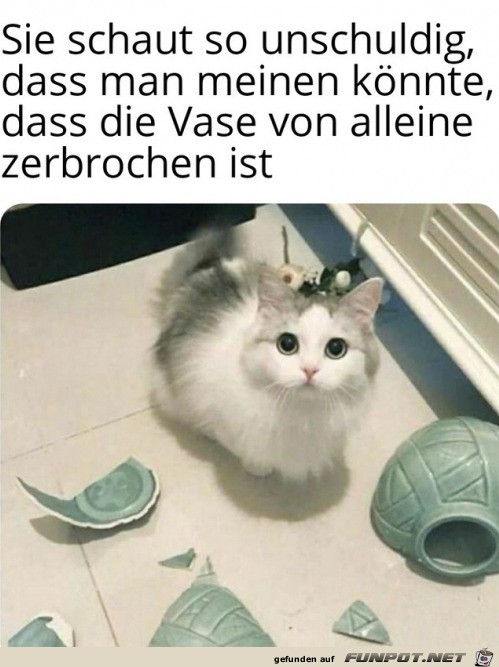 Unschuldiges Ktzchen