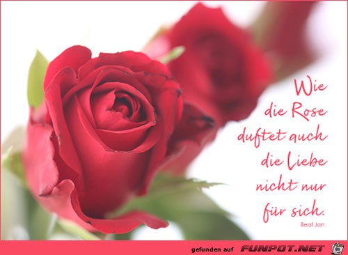 wie die Rose