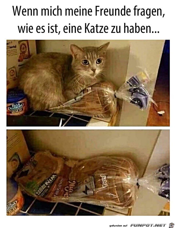 So ist das Leben mit einer Katze