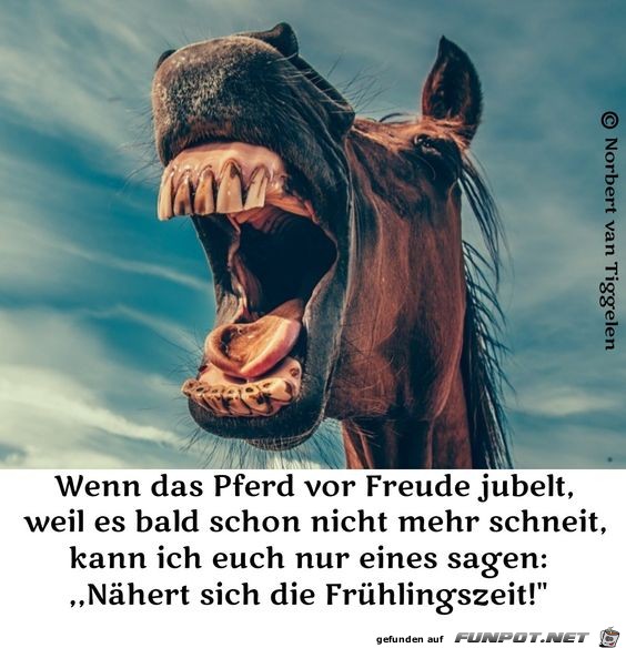 pferde-freuden