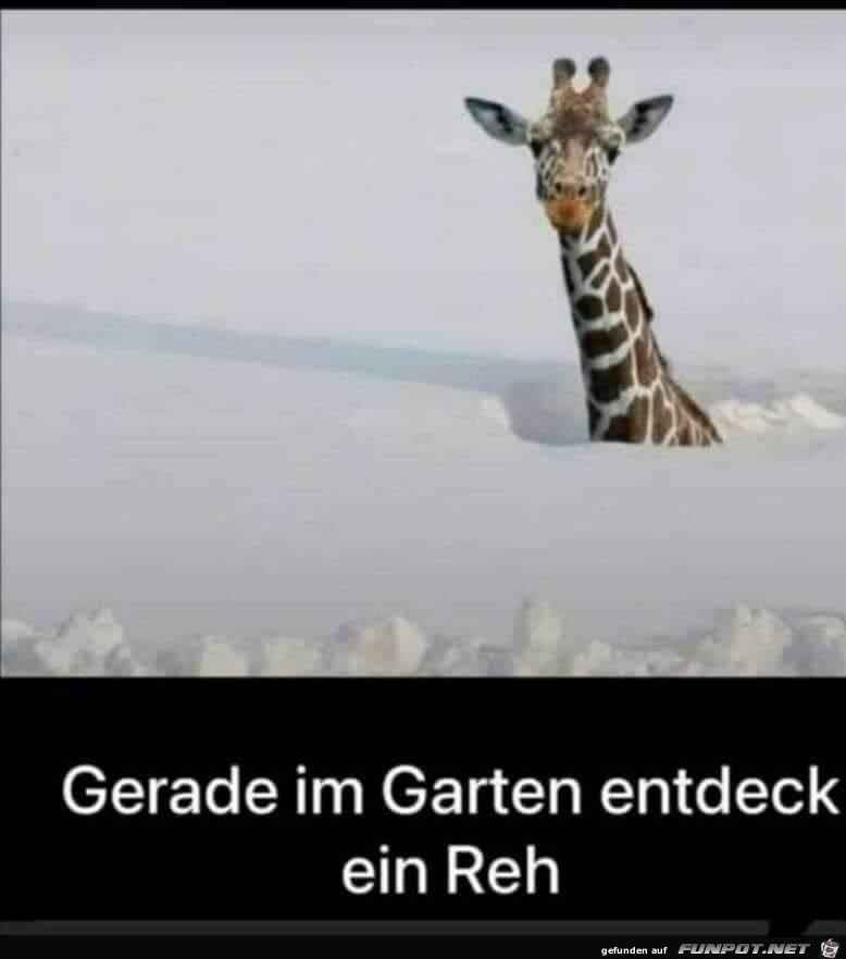 Reh im Garten