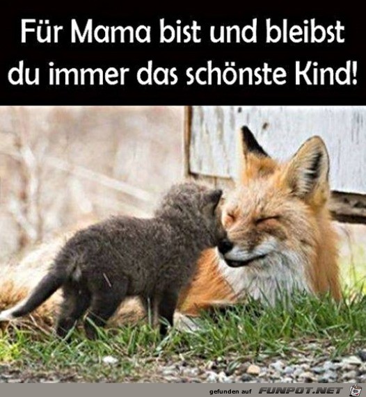 herzige Tierbilder