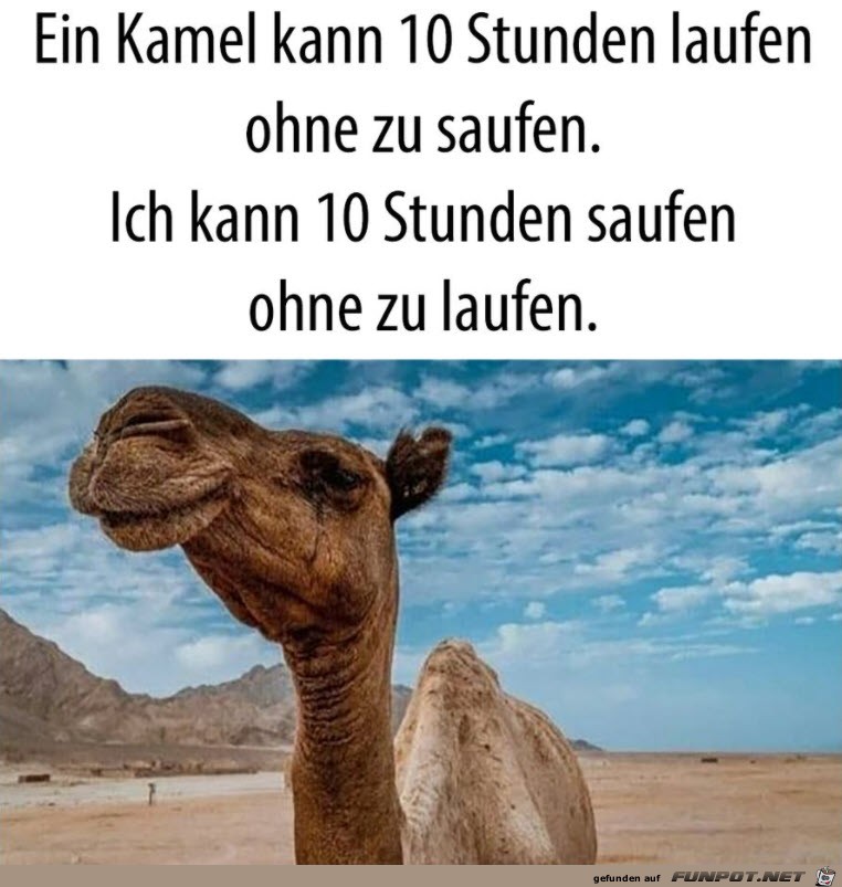 Ein Kamel kann...