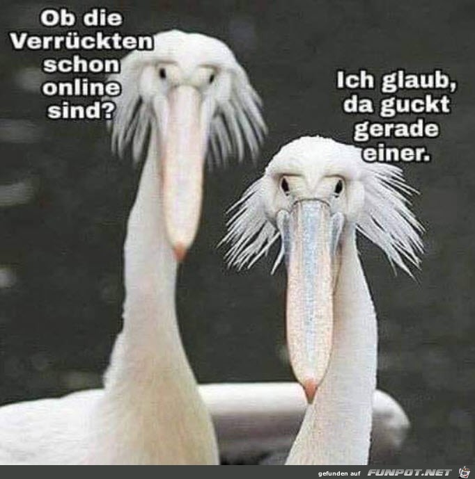 Ob die schon online sind?