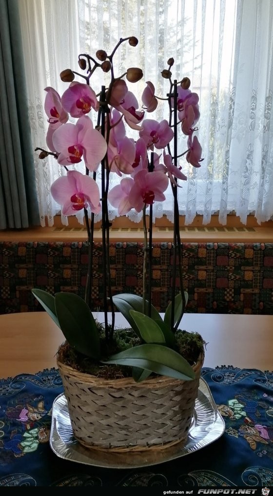Schne Orchidee