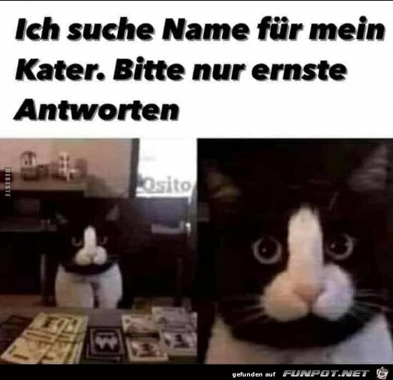 Ich suche Name fr meinen Kater