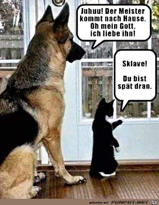 Unterschied Hund und Katze