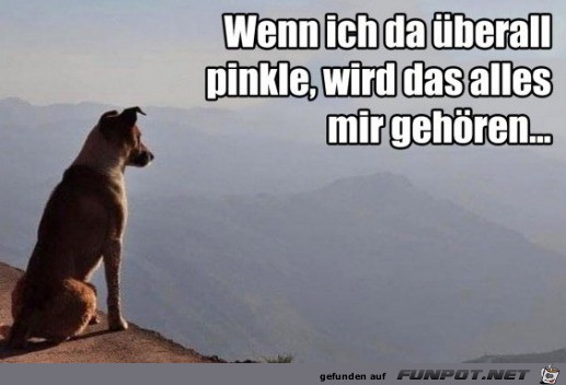 Hund trumt