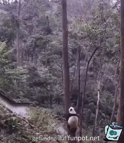 Lustiger Panda klettert Baum hoch