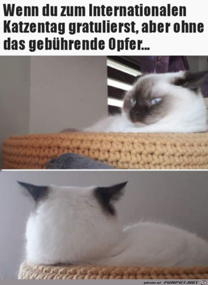 Der Katzentag