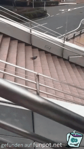 Taube geht die Treppe runter
