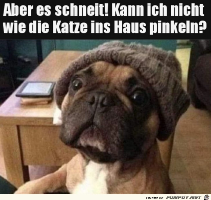 Hund hat eine berechtigte Frage