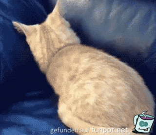 Katze verschwindet im Sofa
