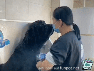 Hund beim Duschen ablenken