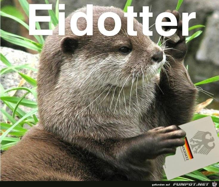 Eid-Otter