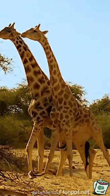 Giraffen-Streit