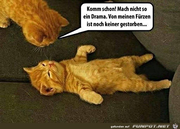 Katze soll kein Drama machen