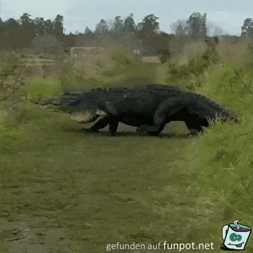 Riesiges Krokodil