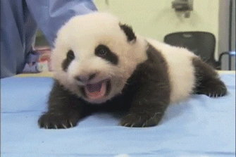 Panda-Baby
