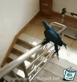 Papagei rutscht Treppengelnder runter