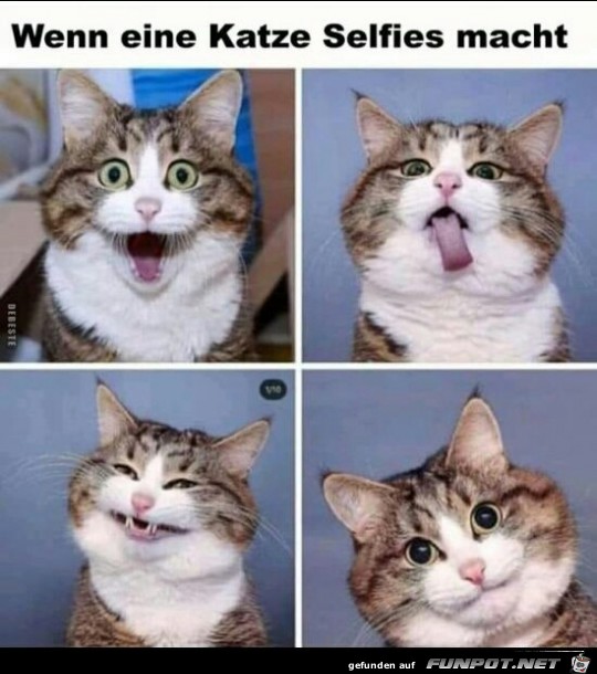 Wenn eine Katze Selfis macht