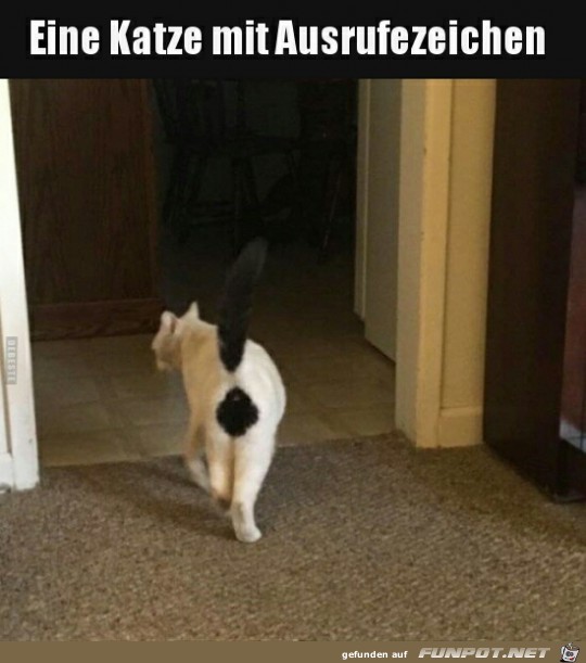 eine Katze mit Ausrufezeichen