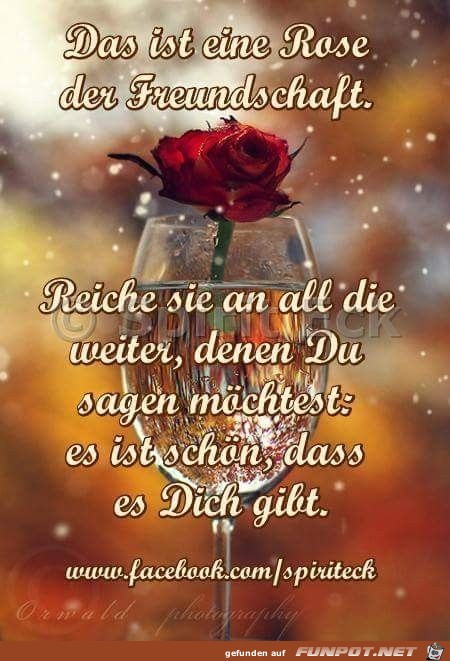 Das ist eine Rose der Freundschaft