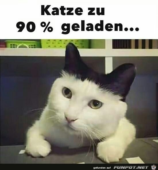 Katze zu 90% geladen