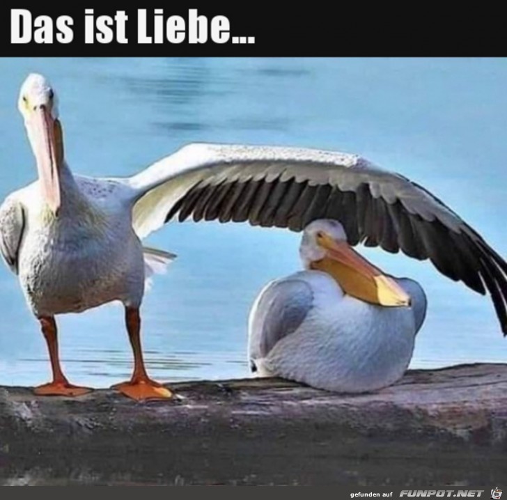 So sieht Liebe aus