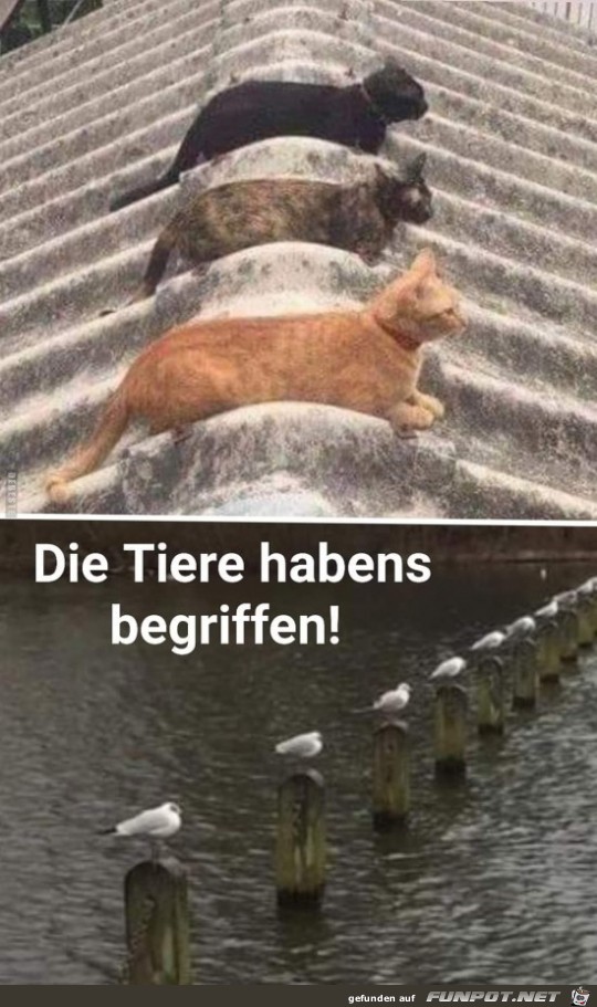 Die Tiere haben es begriffen