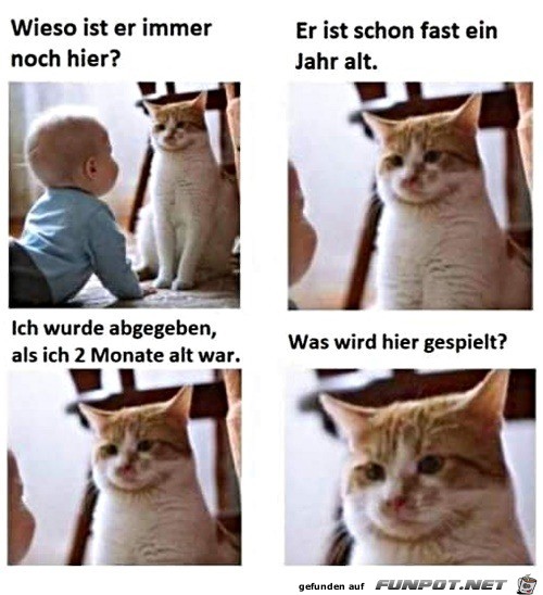 Katze ist konsterniert