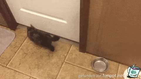 Katze zwngt sich unter der Tre durch