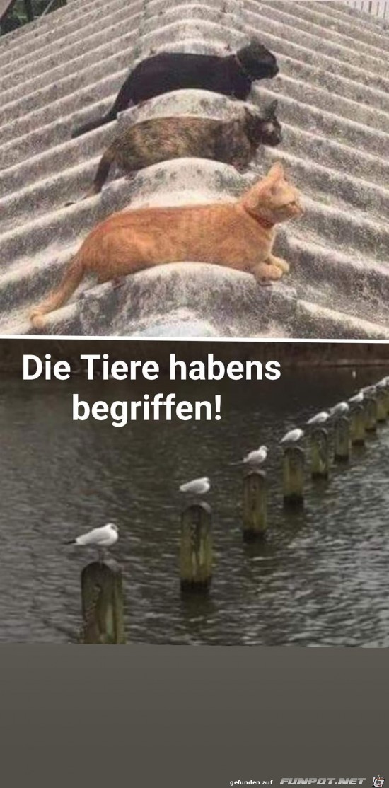 Tiere habens begriffen