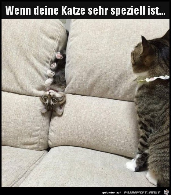 Spezielle Katze