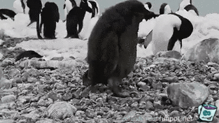 Pinguin stolpert