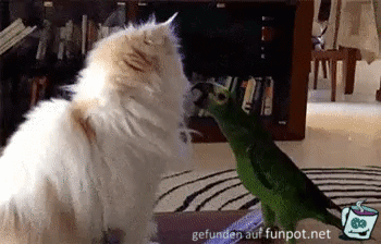 Papagei rupft Katze Fell raus