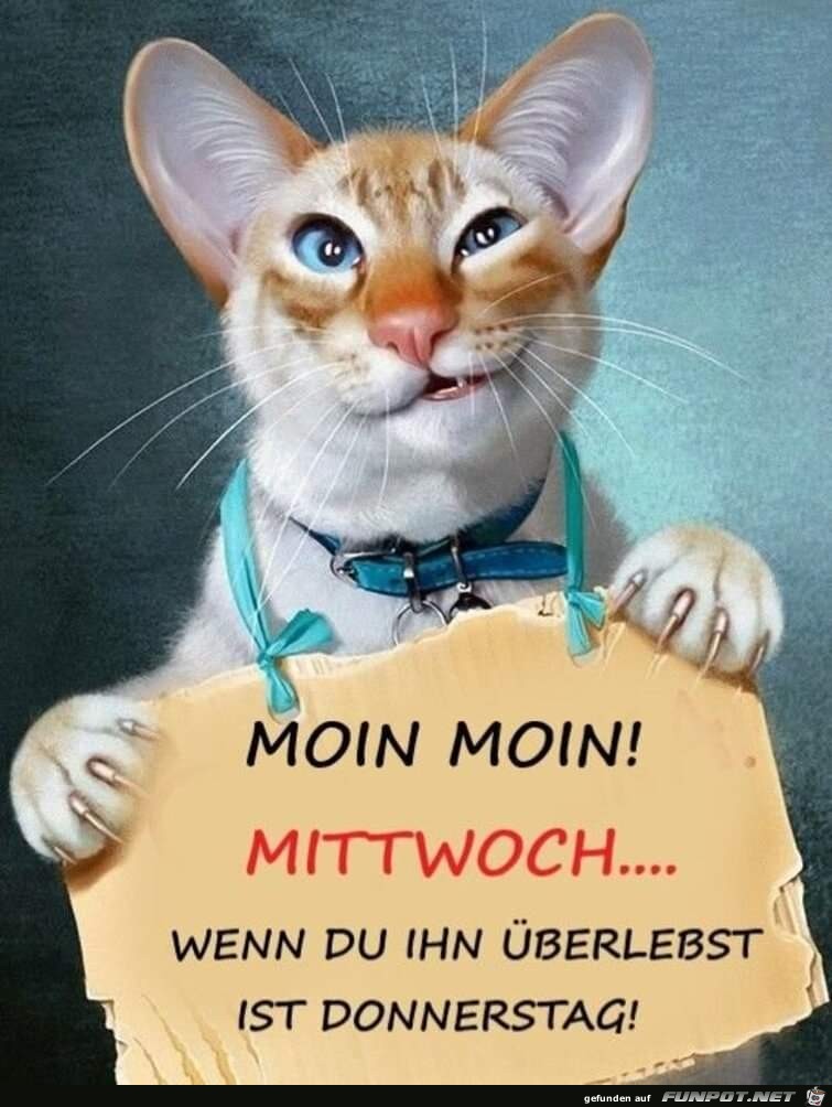 Moin