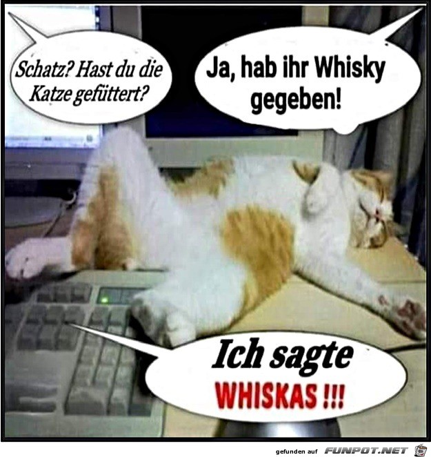 Katze gefttert