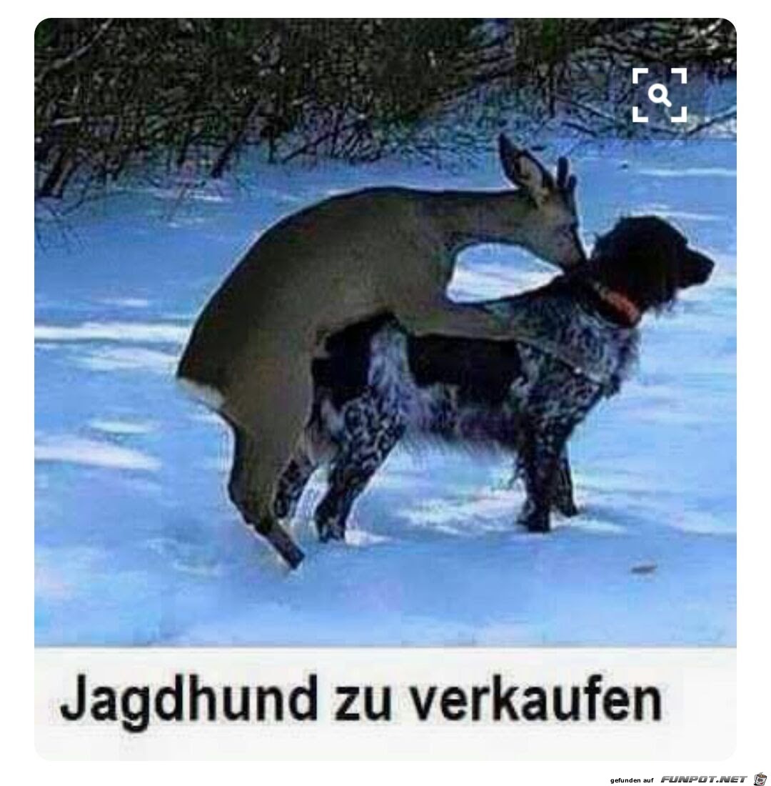 Jagdhund