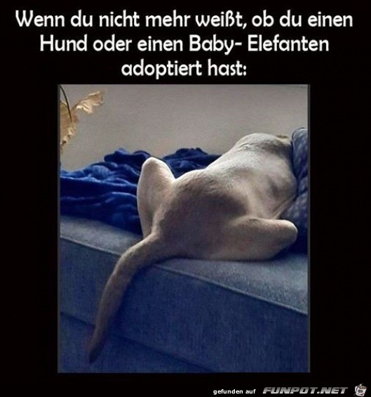 Hund oder Baby-Elefant?